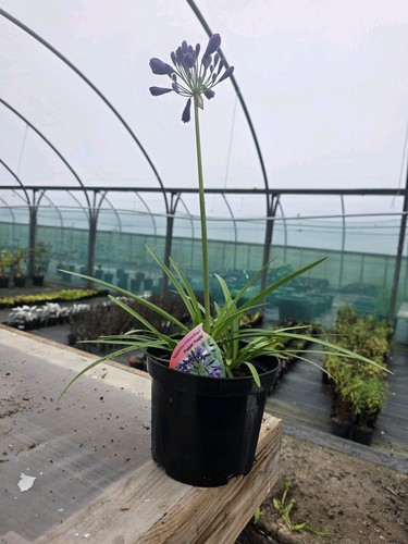 Agapanthus hardy perennial - agapanthus,