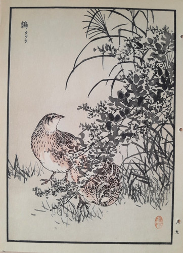 Bairei quail japanese - quail, print