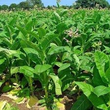 Virginia Gold Tobacco Seeds (1000) – Heirloom Variety – Free US Shipping