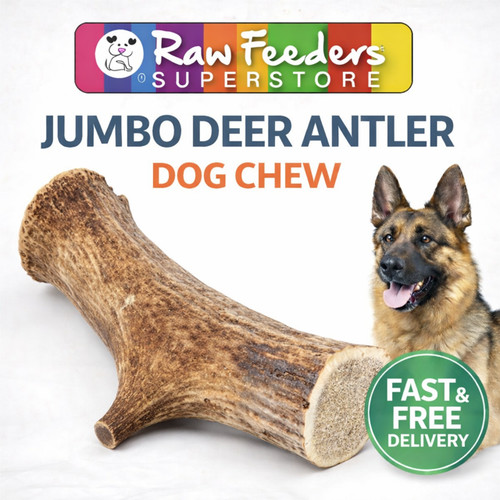 Jumbo dog antler - jumbo, natural