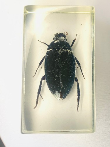 Selection real insects - of,