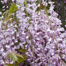 Wisteria floribunda Pink Ice -