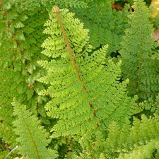 Polystichum Setiferum Plumosum