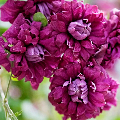 Clematis purp elegans - purp, p.