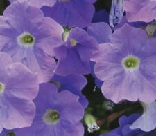 10  X   SURFINIA  TRAILING PETUNIA SKY BLUE  PLUG PLANTS PRE ORDER FREE POSTAGE