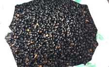 1 kg seeds Filibusta hybrid Filifera/Robusta, Washingtonia, hardy -15°C