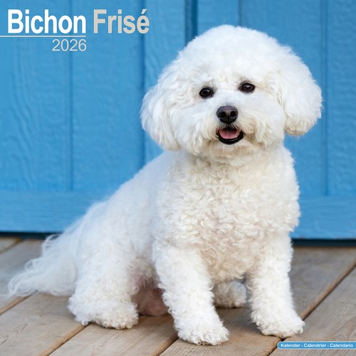 Bichon frise 2026 - bichon,