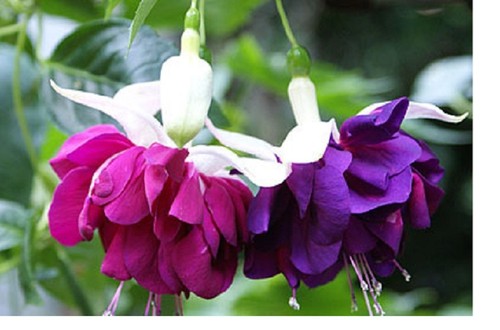 Fuchsia marbeller heri - x,