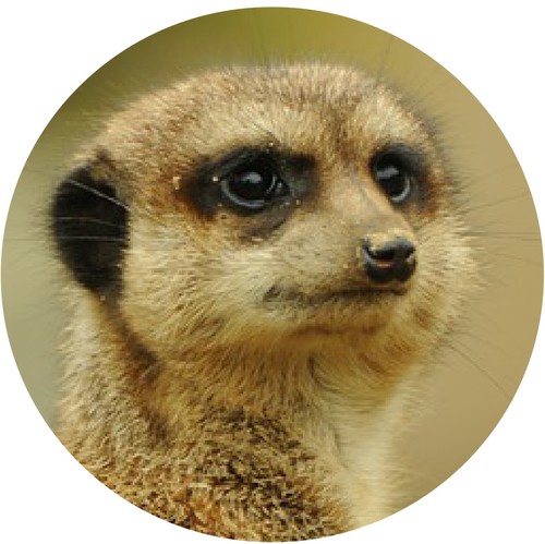 Meerkat cute car tax disc - meerkat,