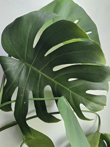 Large monstera deliciosa - large,