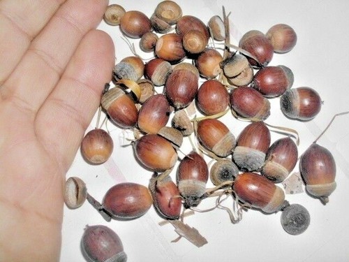 Japanese blue oak acorns - japanese,