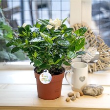 SCENTED FRAGRANCE GARDENIA JASMINOIDES CAPE JASMINE INDOORN HOUSE PLANT IN POT