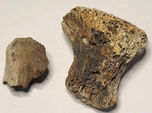 Two thescelosaurus partial - thescelosaurus,