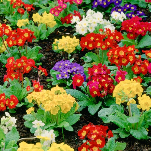 Polyanthus mixed colourful - mixed, |
