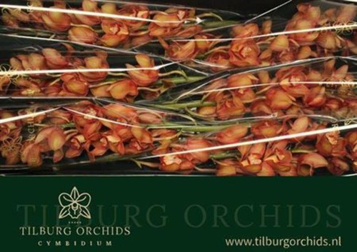 Farm fresh orchid cymbidium - orchid/cymbidium, t