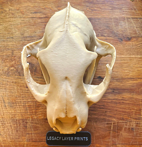 African lion skull replica