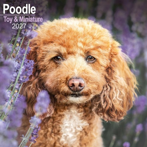 Toy miniature poodle - miniature,