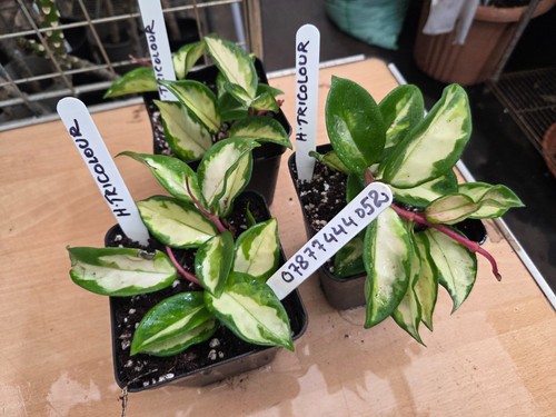 Hoya carnosa trocolour medium - carnosa,