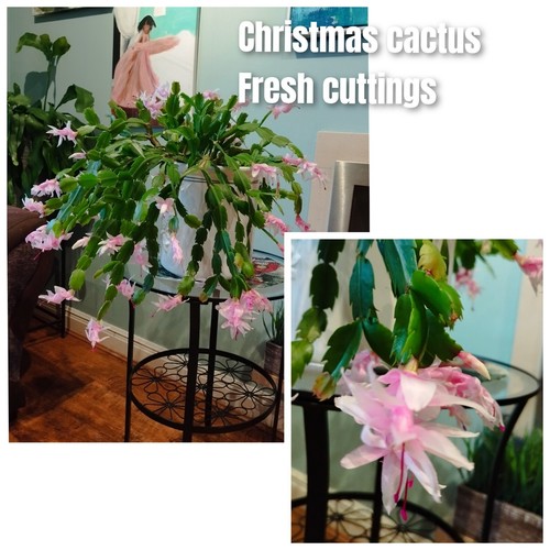 Pink christmas succculent - christmas,