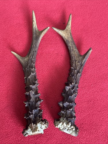 Pair roe deer - pair,