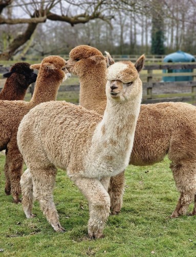 Sophie fawn huacaya - fawn, alpaca