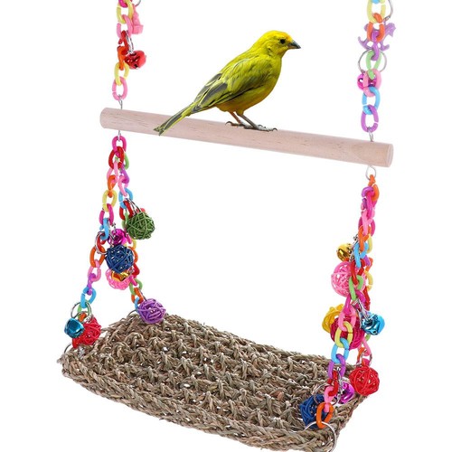 Parrot swing african grey - parrot,