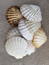 Large Scallop Shells For