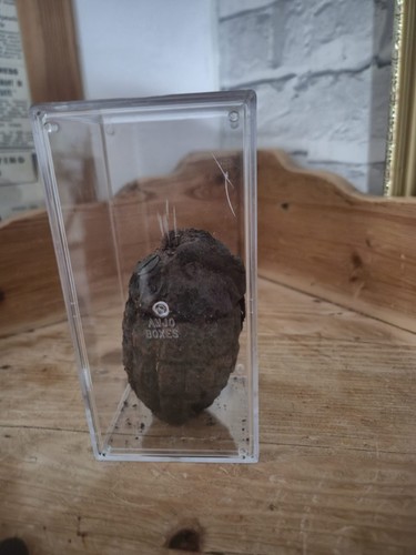 Ww1 ww2 collectable british - ww1,