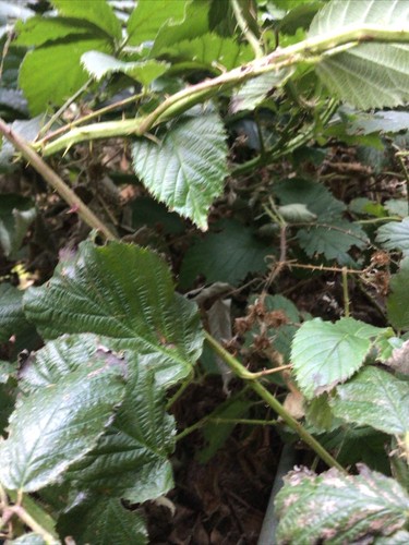 Organic fresh cut wild bramble - organic,