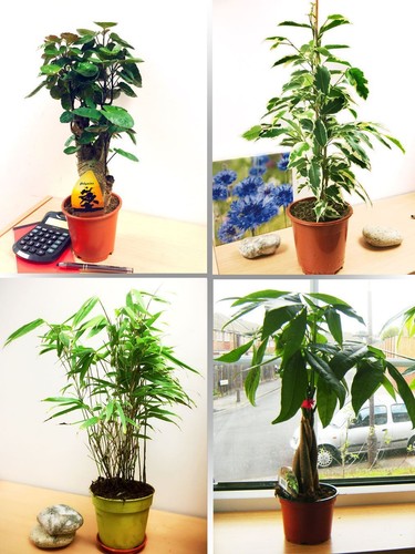 Pot table plant - table, indoor