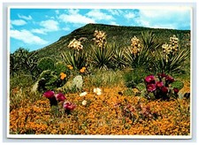 Postcard Yucca Prickly Pear