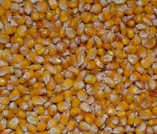 Whole Maize Poultry Food