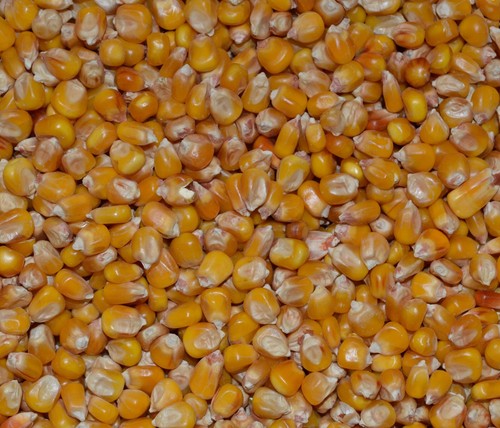 Whole maize poultry food - whole,