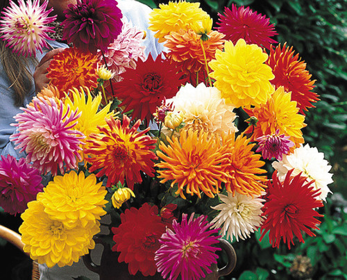 Large dahlia plants - dahlia,