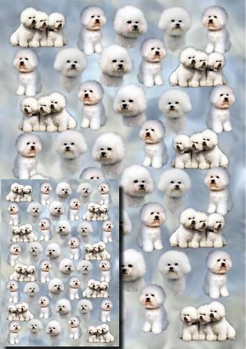 Bichon frise dog - dog, gift