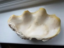 Heavily layered clam shell