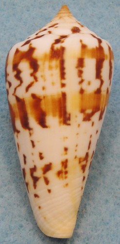 Conus janus 61mm quissimajoule - 61mm,