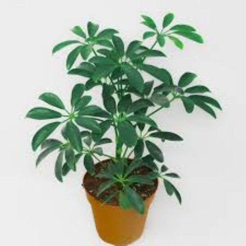 Schefflera arboricola dwarf - schefflera, (dwarf