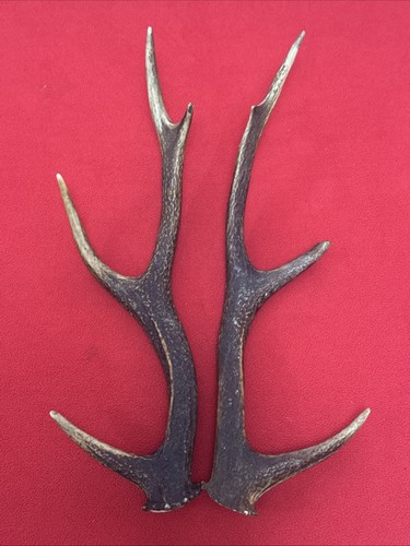 Pair sika deer antlers - pair,