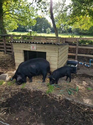 Pig arks huts - pig, huts,
