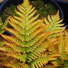 Japanese autumn fern