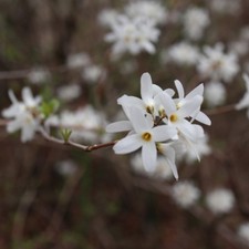 Abeliophyllum Distichum Hardy Flowering Shrub 'White Forsythia' in 3.6L Pots T&M