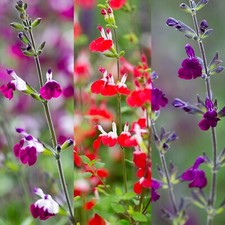 Salvia 3 Plant Mix in 9cm Pots