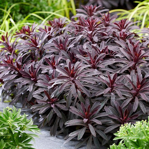Euphorbia miner merlot - euphorbia, miner’s