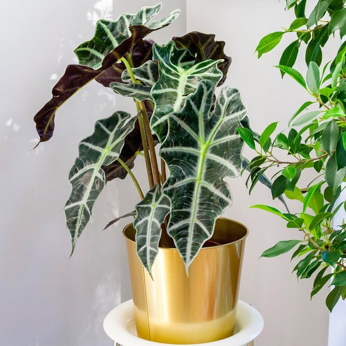 Alocasia polly african - alocasia,