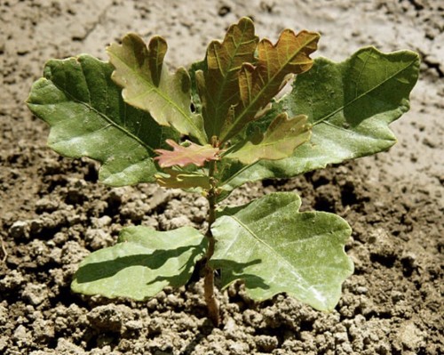 English oak tree - oak, (quercus)