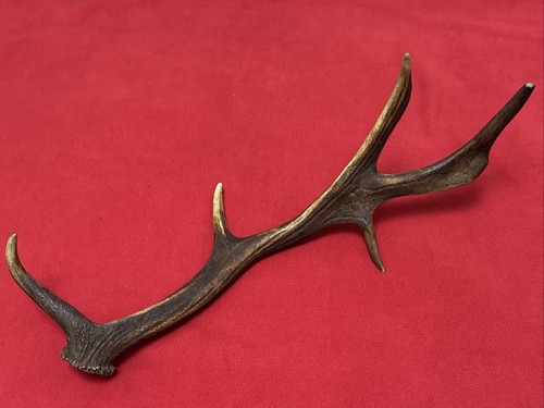 Fallow deer antler - fallow,