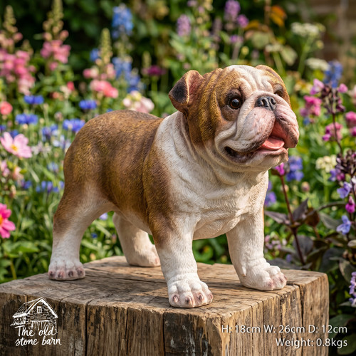 Small english british - small, bulldog