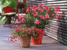 Nerium oleander Tropical Garden Plants In 13 Cm Pot