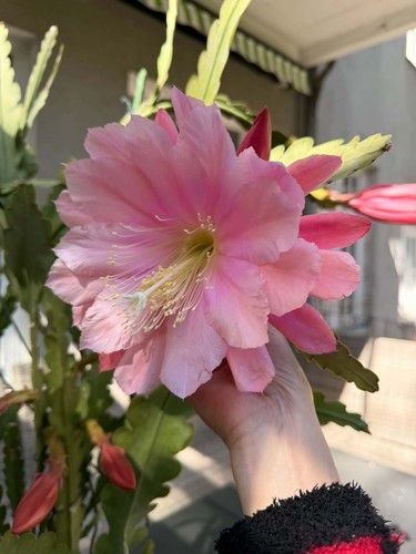 Epiphyllum clarity cao - epiphyllum, “clarity’s